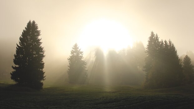 Lichtstrahlen fallen auf eine Waldlichtung